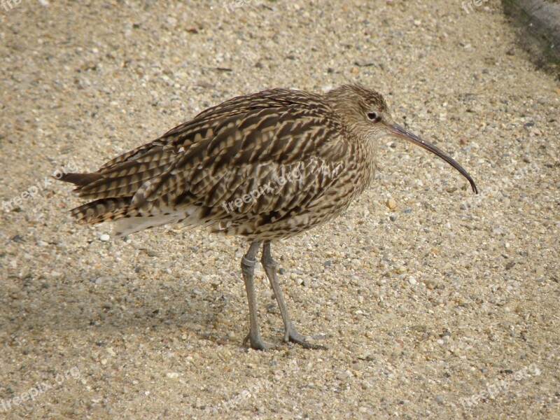 Curlew Bird Numenius Beak Coast