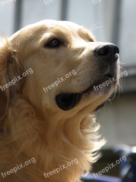 Dog Head Snout Golden Retriever