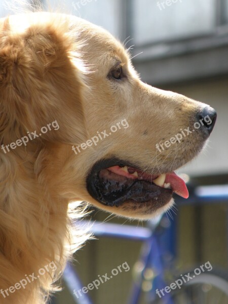 Dog Head Snout Golden Retriever