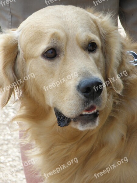 Dog Head Snout Golden Retriever