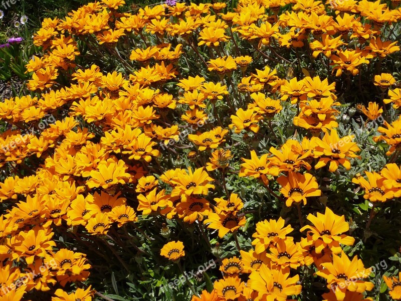 Nature Flower Yellow Gazania Massif