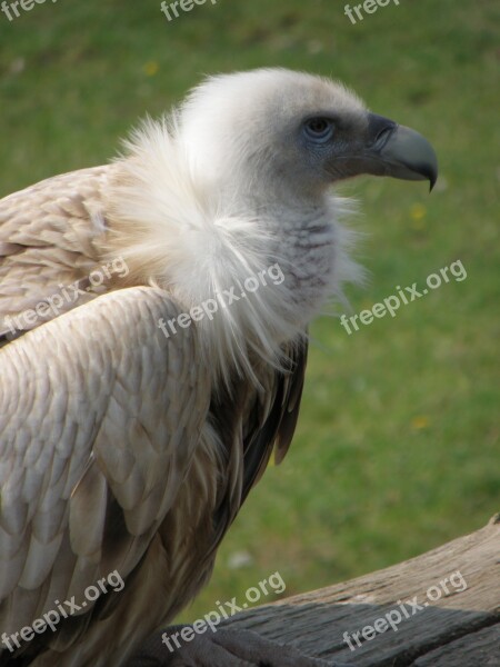 The Sub Himalayan Sup Portrait Head Gyps Himalayensis