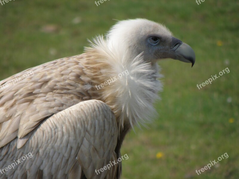 The Sub Himalayan Sup Portrait Head Gyps Himalayensis