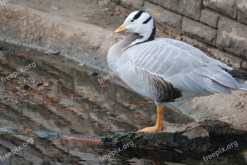 Duck White Bird Animal Poultry