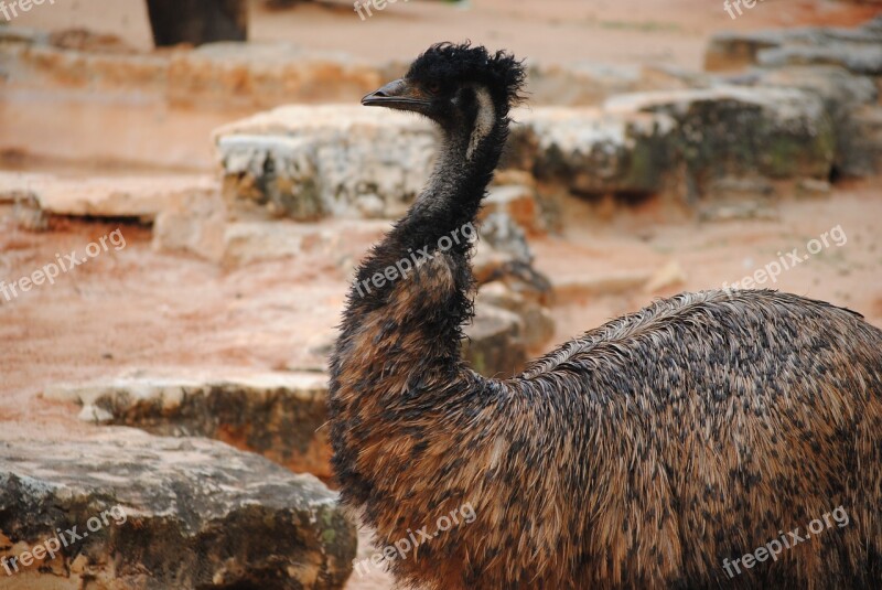 Emu Bird Nature Animal Wildlife