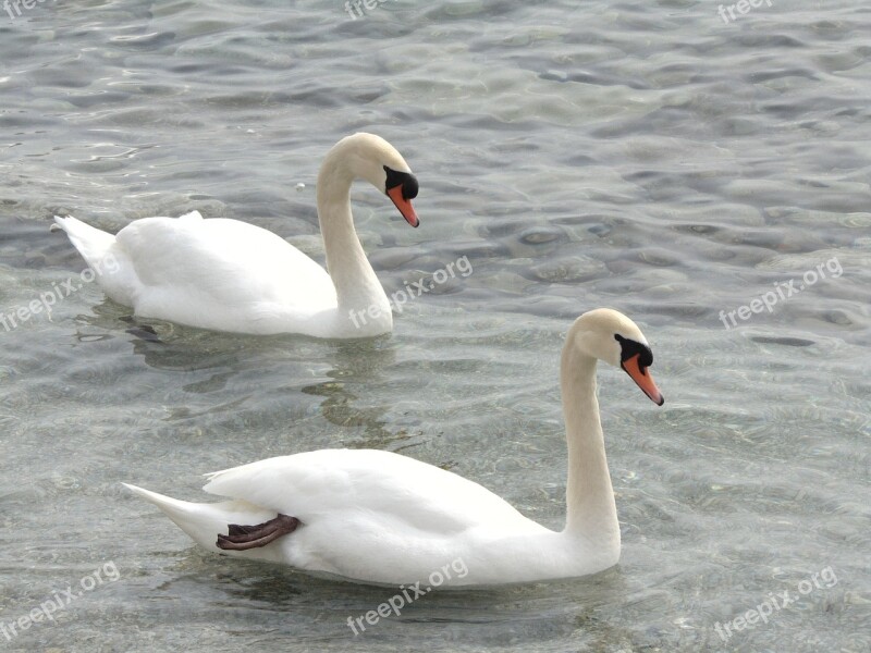 Swans Animals Lake White Wildlife