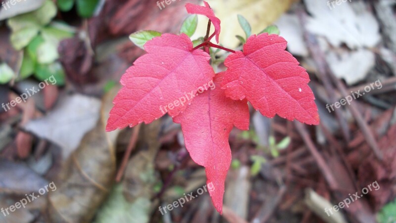 Maple Red Autumn Fall Nature