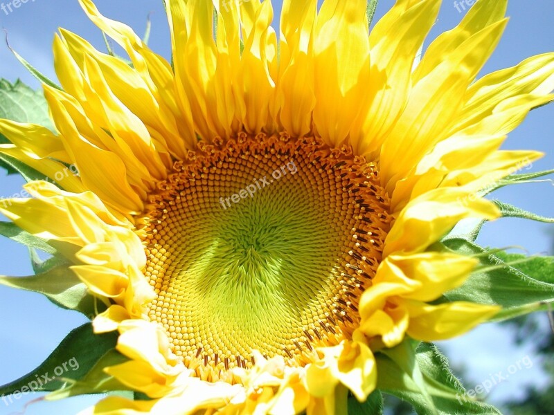 Sunflower Yellow Bloom Flower Sunshine