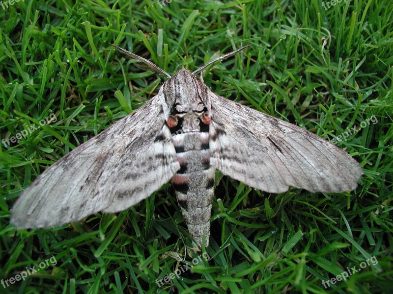 Moth Motte Wing Furry Butterfly