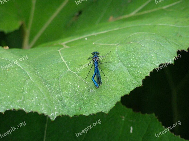 Dragonfly Insect Macro Insect Macro Blue