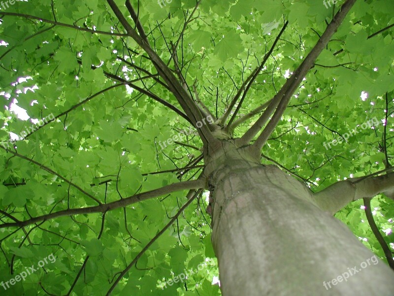 Maple Tribe Tree Green Leaves Free Photos