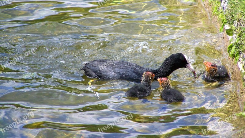 Coot Nestlings Water Nature Free Photos