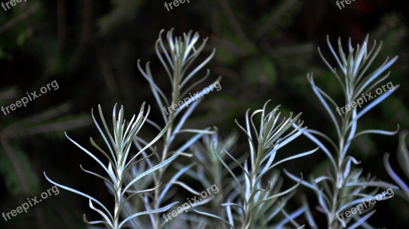 Lavender Nature Ash Grey Free Photos