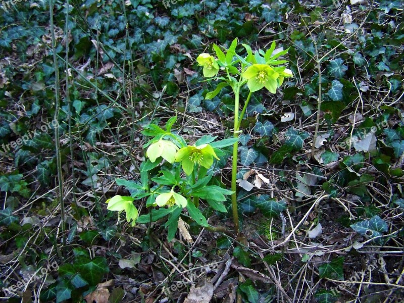 Hellebore Spring Herald Nature Free Photos