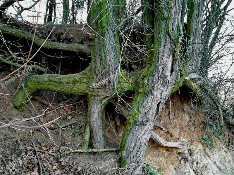 Clump Roots Nature Free Photos