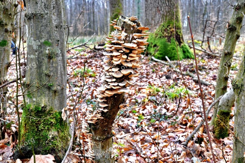 Forest Tinder Fungus Nature Billet Free Photos