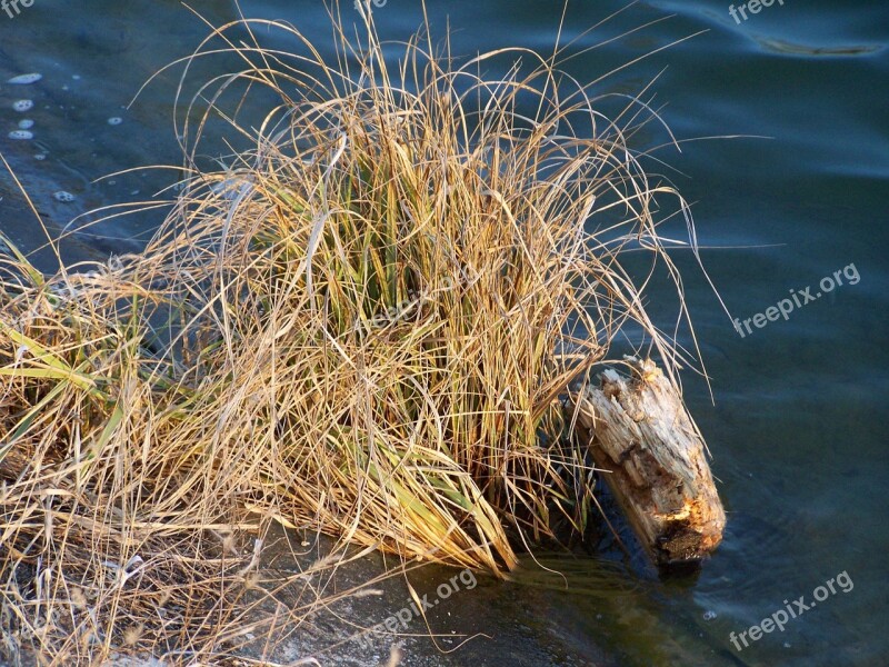 Aquatic Plant Water Driftwood Tree Nature Free Photos