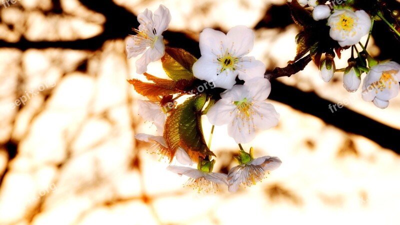 Spring Flowering Tree Cherry Blossom Free Photos