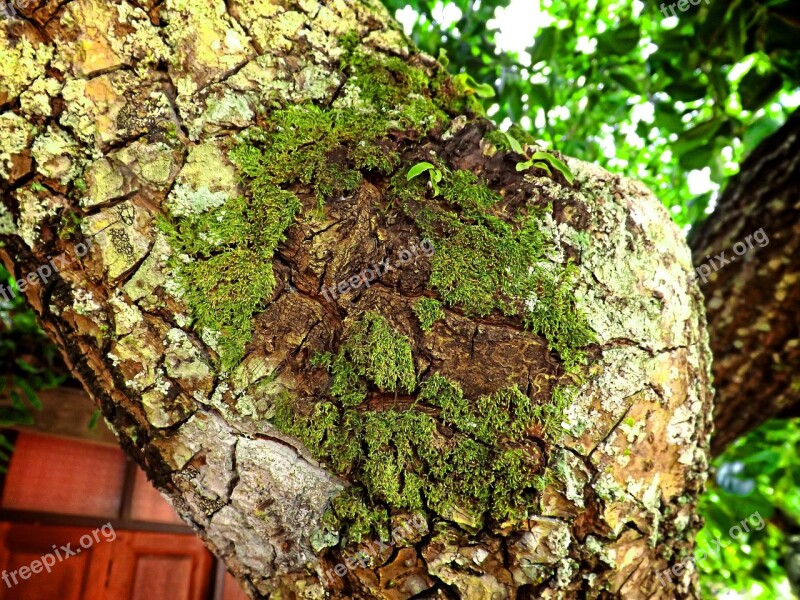 Moss Tree Stand Free Photos