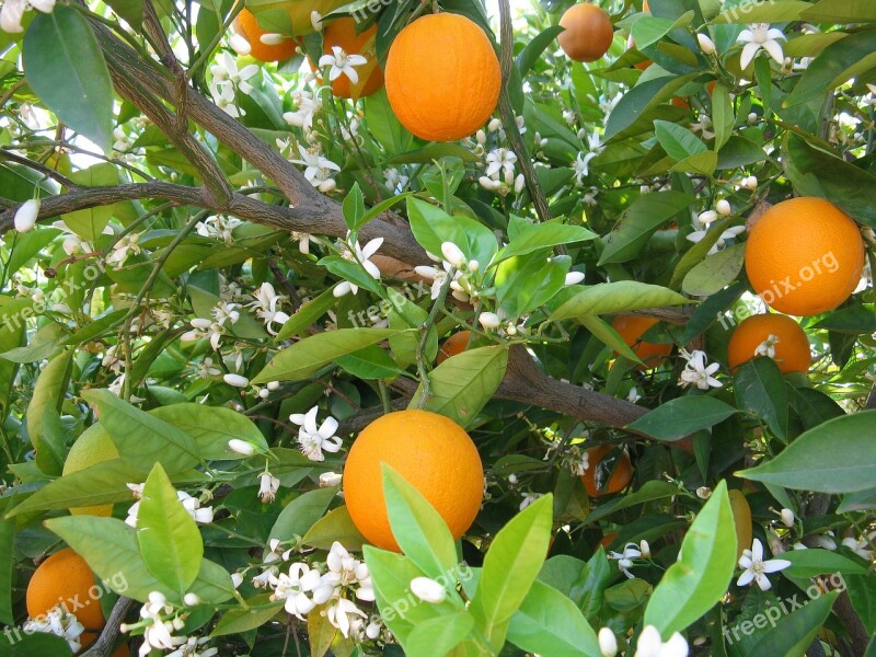 Oranges Orange Tree Tree Fruits Plant