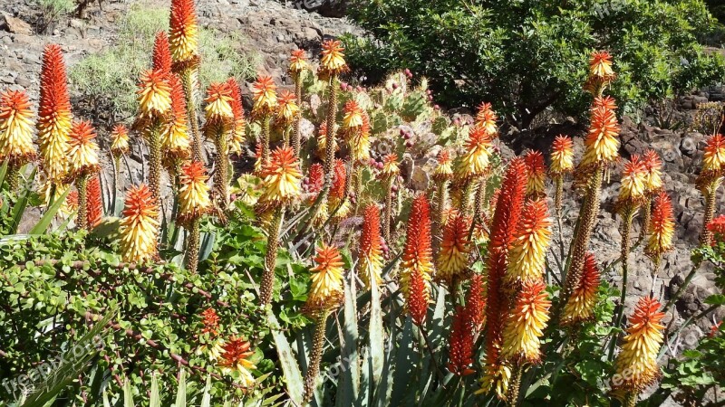 Cactus Flower Orange Red Aloe Vera Tropical