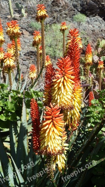 Cactus Flower Orange Red Aloe Vera Tropical