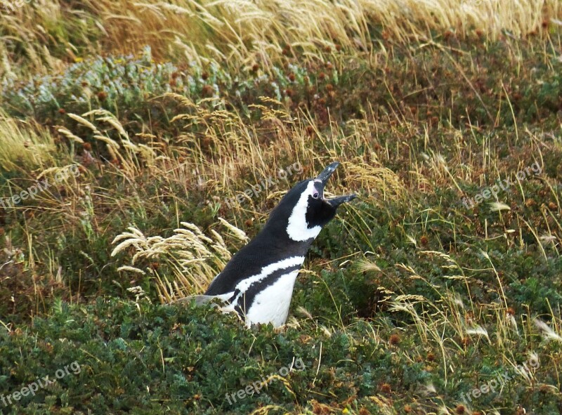 Penguin Chile South America Patagonia Sit