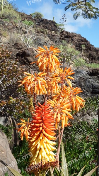 Cactus Flower Orange Red Aloe Vera Tropical