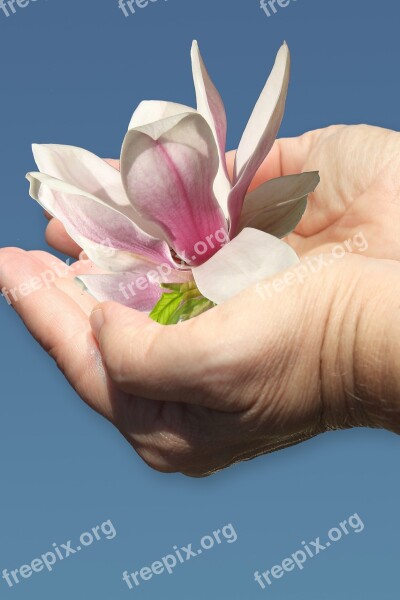 Hand Magnolia Give Care Free Photos