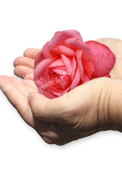 Hand Shell Rose Give Care