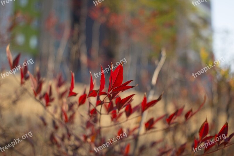 Wood March Red Red Flowers Flower Tree