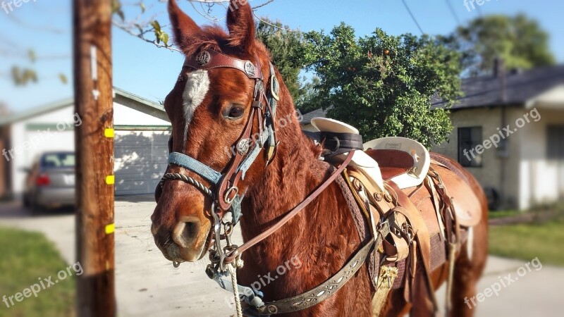 Horse Animal Nature Stallion Mammal