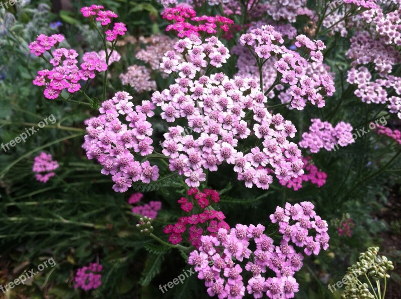 Yarrow Herb Millefolium Achillea Flower