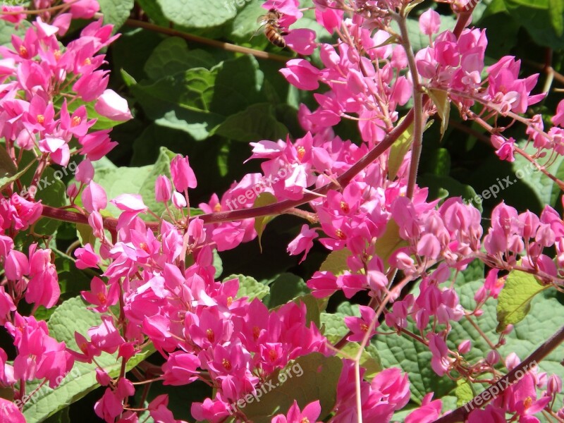 Flower Vine Coral Vine Nature Floral