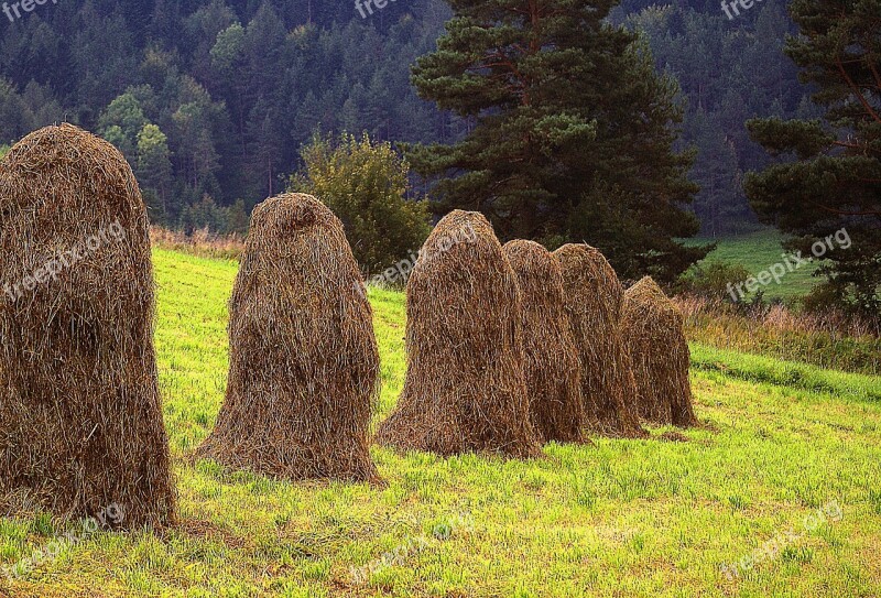 Kopki Hay Air Drying Grass Hay Meadow Skoszona Meadow