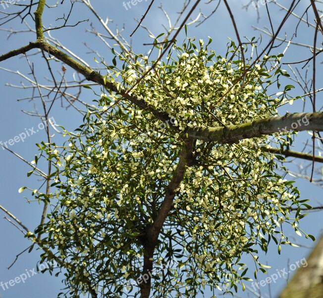 Mistletoe Bough White Berry Nature Free Photos