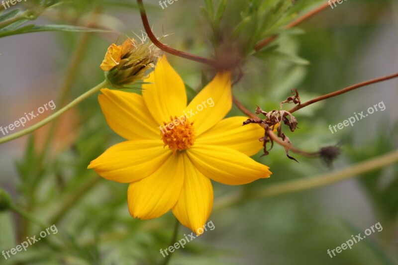 Yellow Flower Garden Yellow Field Free Photos