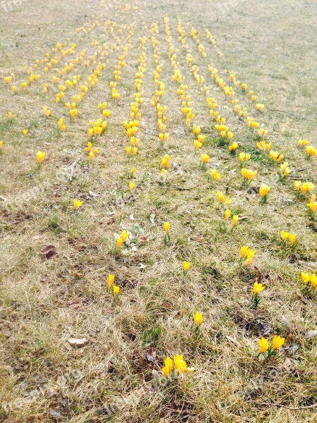 Crocus Flowers Yellow Spring Nature