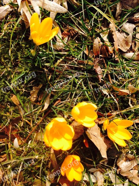 Crocus Flower Yellow Spring Bloom