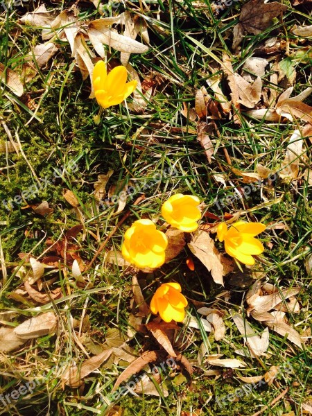 Crocus Flower Yellow Spring Bloom