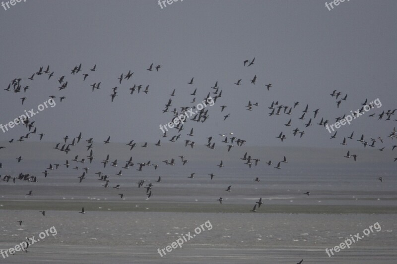 Birds Waterfowl Flight Wildlife Flying