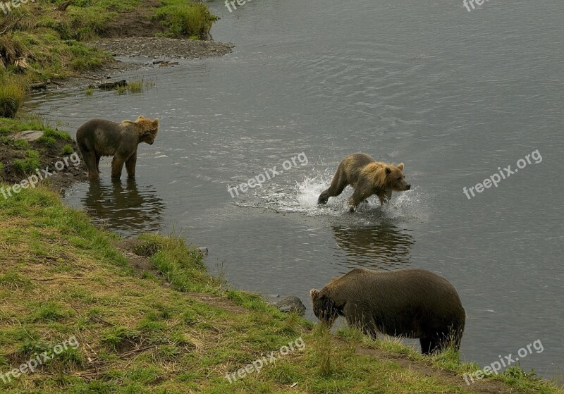 Bears Female Sow Cubs Water