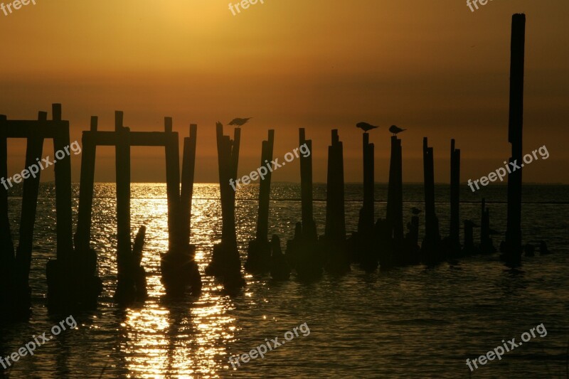 Birds Perched Pilings Sunset Dusk