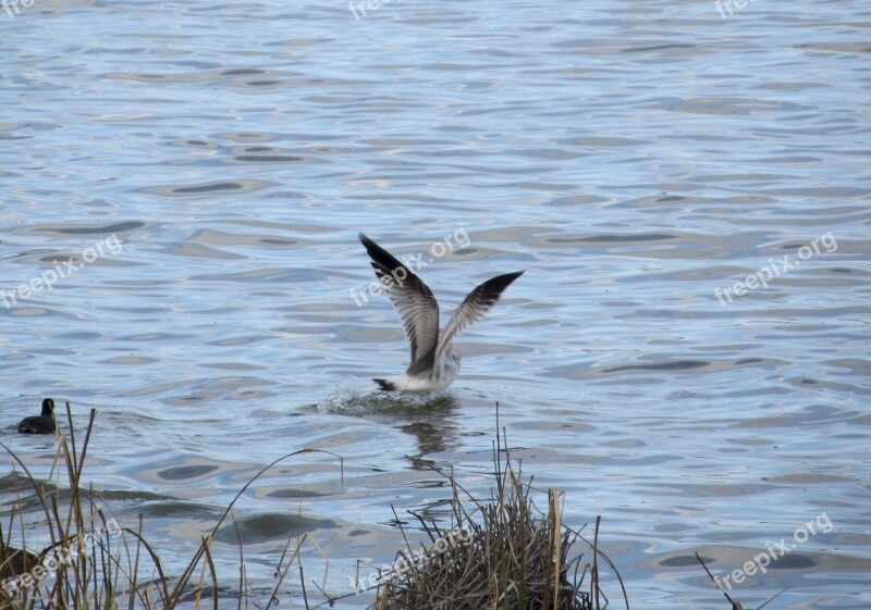 Birds Seagull Duck Lake Wildlife