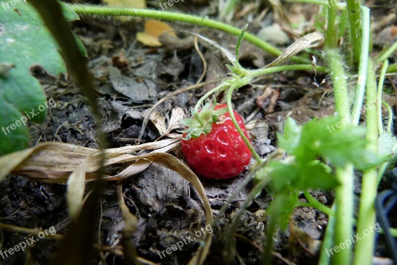 Strawberry Garden Fruit Summer Free Photos