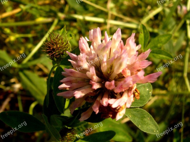 Flower Green Nature Plant Spring