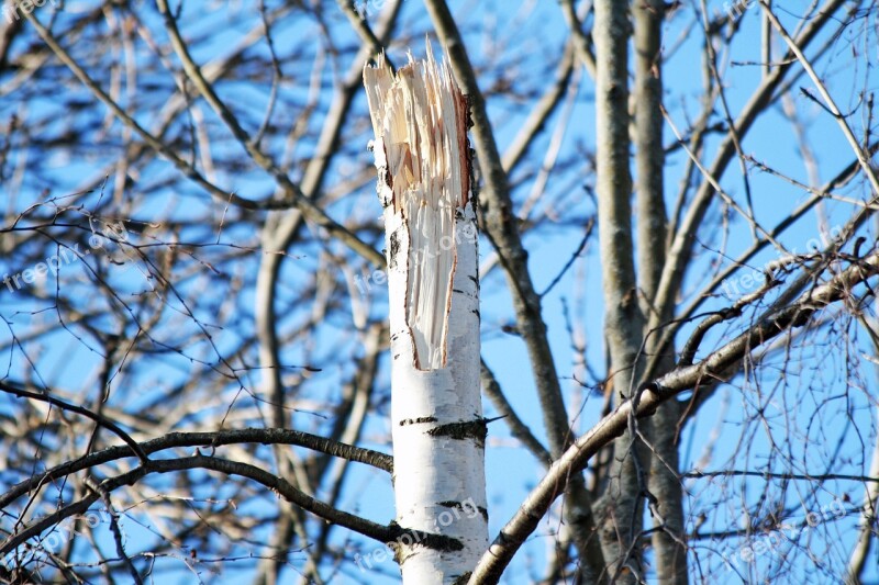 Tree Birch Trees Tree Of Heaven Forest