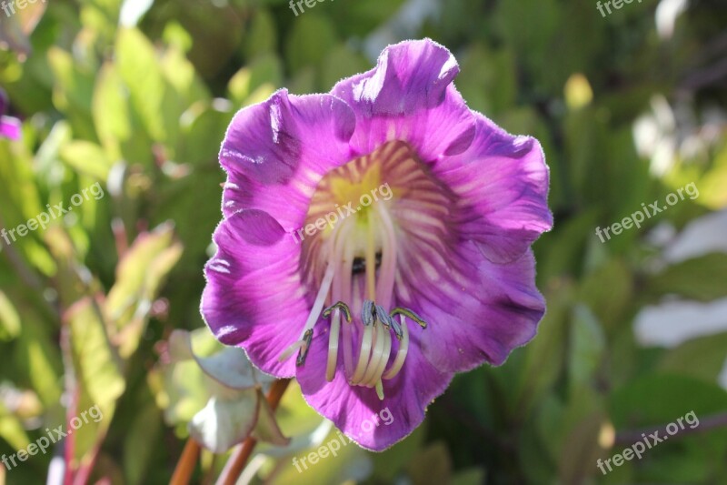 Bell Vine Blossom Bloom Climber Plant Close Up