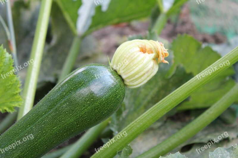 Zucchini Blossom Bloom Zucchini Flower Vegetables