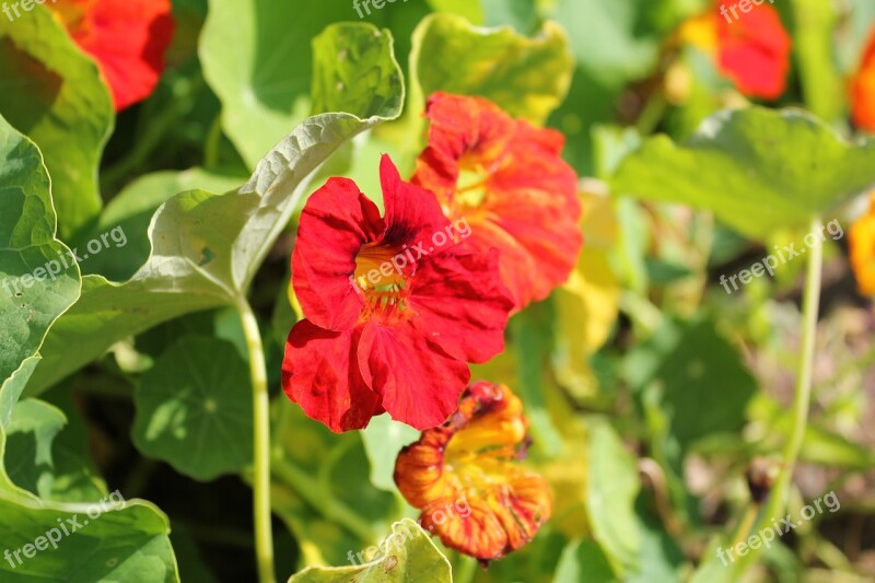 Nasturtium Blossom Bloom Orange Free Photos